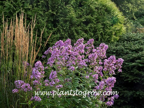 Jeana Garden Phlox (Phlox paniculata)
Phlox Jeana growing with Miscanthus Overdam. (July 22)